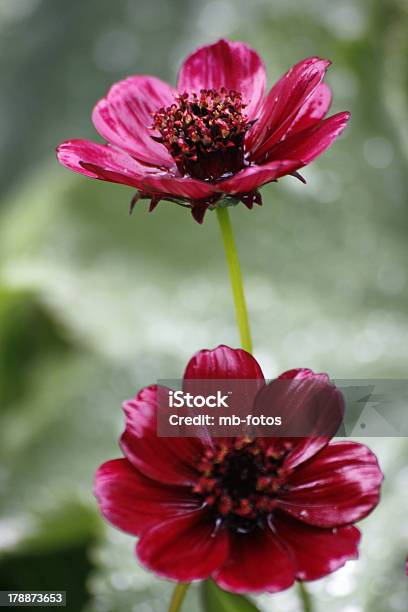 Chocolate Cosmos Stock Photo - Download Image Now - Chocolate Cosmos, Cosmos Flower, Flower