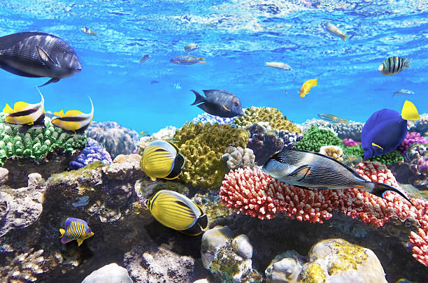 istock Coral and fish in the Red Sea.Egypt 178873669