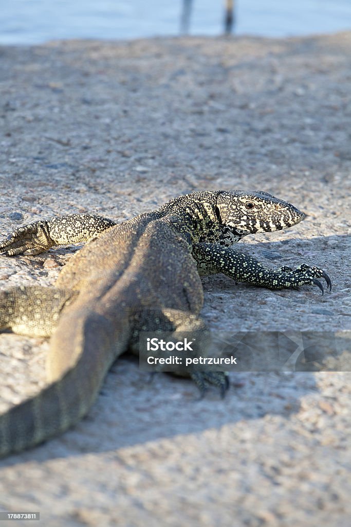 Haunting Varanus-Monitor Lizard - Zbiór zdjęć royalty-free (Afryka)