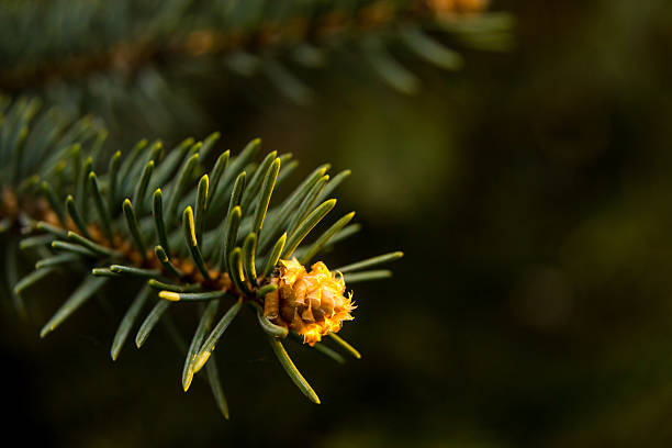 needles and cone stock photo