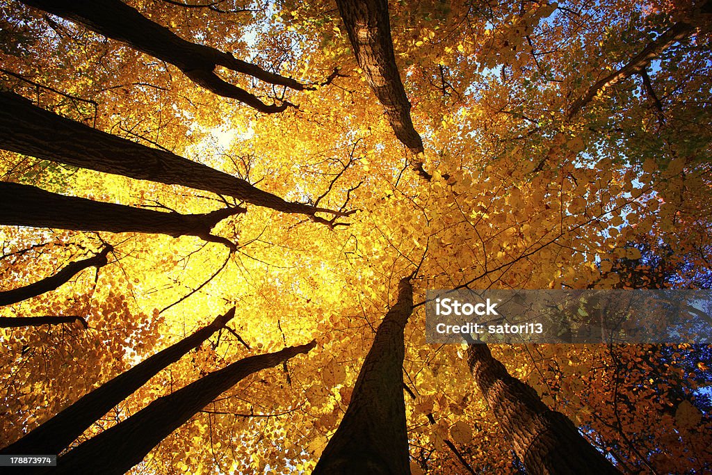 Foresta di faggi - Foto stock royalty-free di Albero