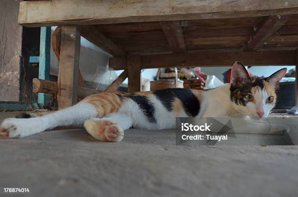 Tajski Kot - zdjęcia stockowe i więcej obrazów Fajny - Fajny, Fotografika, Horyzontalny