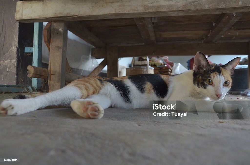 Thai gato - Foto de stock de Animal royalty-free