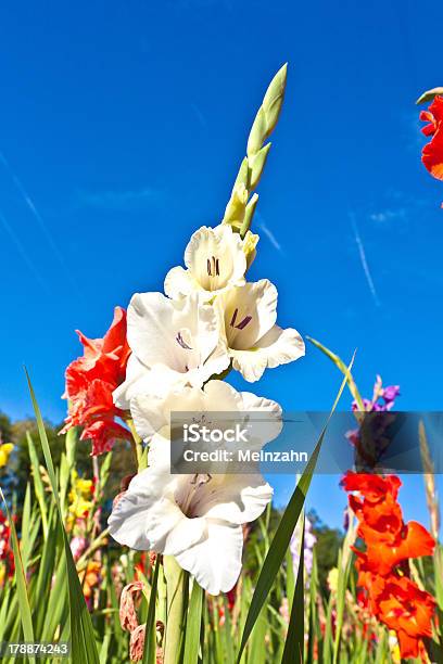 Bonito Flores Do Prado - Fotografias de stock e mais imagens de Ao Ar Livre - Ao Ar Livre, Beleza natural, Cabeça de Flor