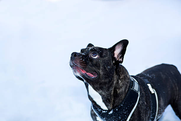フレンチ buldog 犬を待つマスターのご注文 - dog snow bernese mountain dog paw ストックフォトと画像