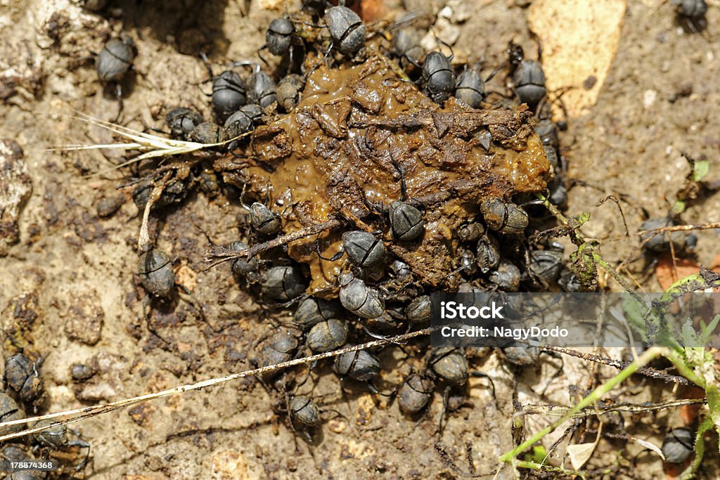 Dung Beetles In The Excreta Stock Photo - Download Image Now - Animal,  Animal Body Part, Animal Dung - iStock