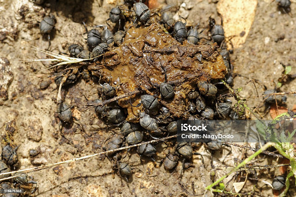Dung Beetles In The Excreta Stock Photo - Download Image Now - Animal, Animal Body Part, Animal Dung - iStock Dung Beetles In The Excreta Stock Photo - Download Image Now - Animal, Animal Body Part, Animal Dung - iStock