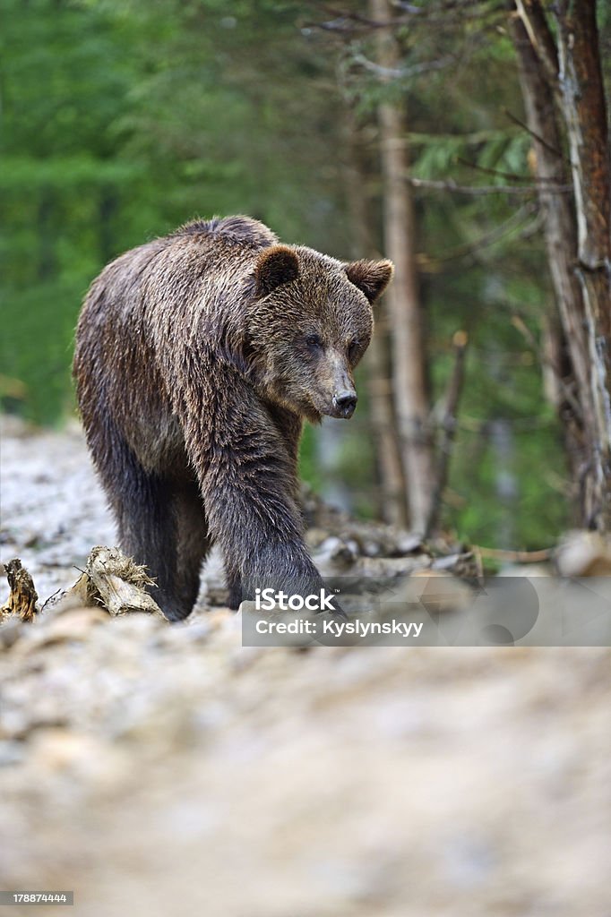 Marrón bears en el Carpathians. - Foto de stock de Aire libre libre de derechos