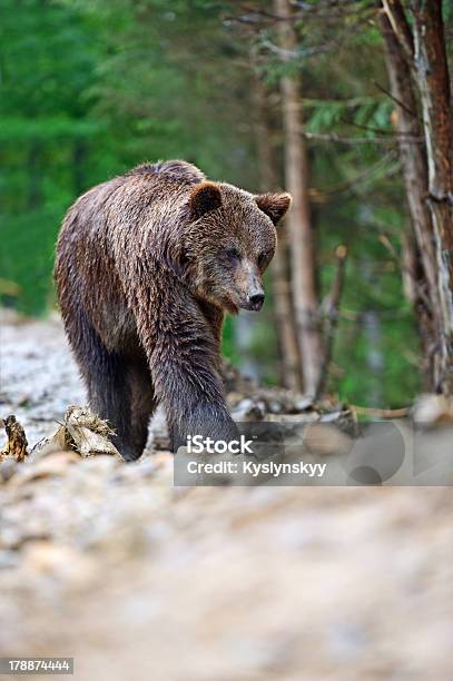 Marrón Bears En El Carpathians Foto de stock y más banco de imágenes de Aire libre - Aire libre, Animal, Animales cazando