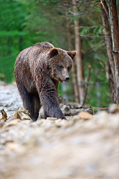 istock Brown bears in the Carpathians. 178874444