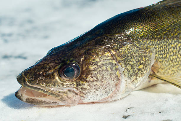 istock Walleye Fishing 178874522