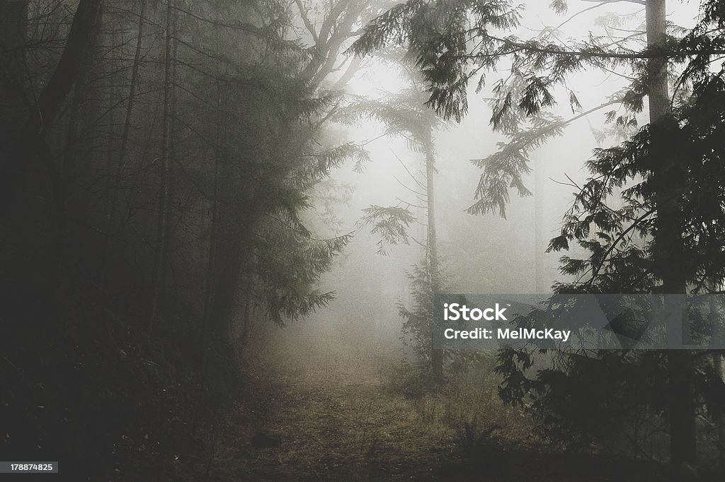 Fog in the forest Dense fog at the top of the Malahat on Vancouver Island British Columbia Stock Photo