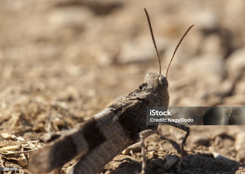Brown locust gros plan - Photo de Aile d'animal libre de droits