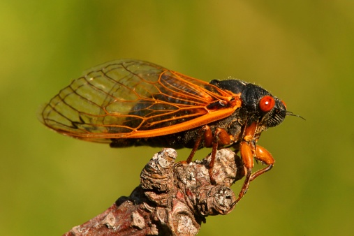 Close up view of a cicada on the walnut tree.