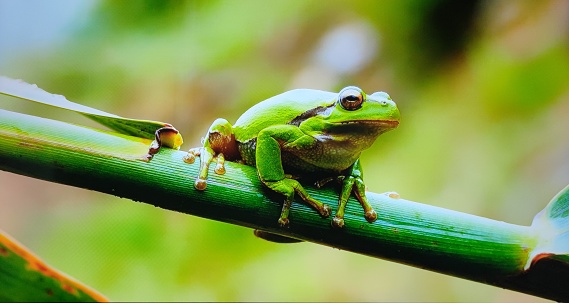 A carnivorous frog native to the tropical swamps, scrublands, and savannas of Central and South Africa. It is also known as the pixie frog, giant bullfrog, or South African burrowing frog.