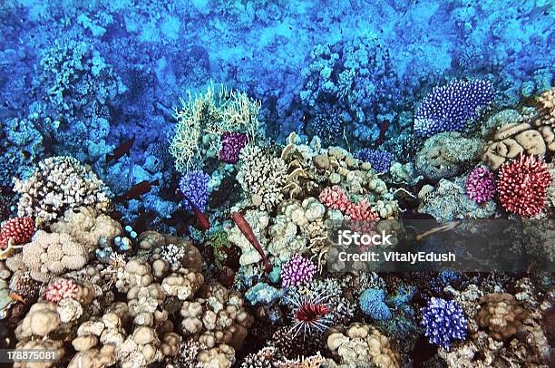 Coral I Ryby W Morzu Czerwonym Egipt Afryka - zdjęcia stockowe i więcej obrazów Atol - Atol, Bez ludzi, Czerwony