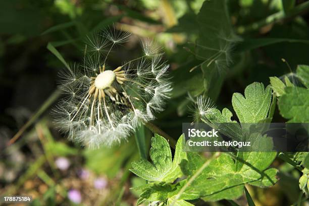 Foto de Dentedeleão e mais fotos de stock de Botânica - Assunto - Botânica - Assunto, Branco, Cabeça da flor