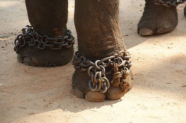 istock Feet in chains, the Asian elephant 178875243