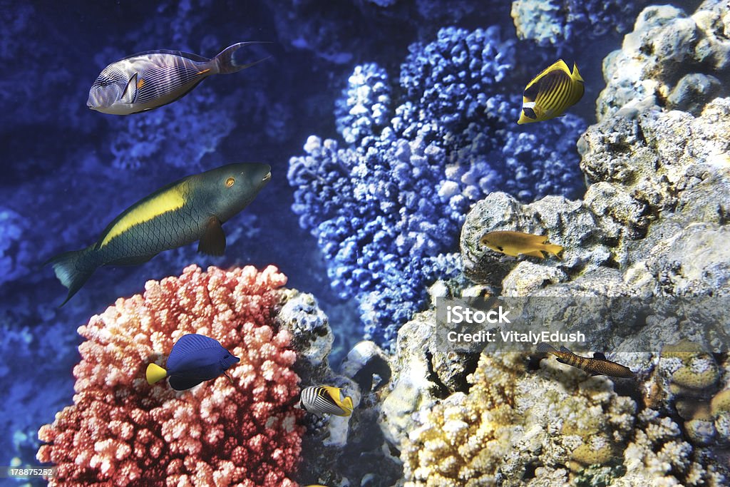 Coral and fish in the Red Sea. Egypt, Africa. Coral and fish in the Red Sea. Egypt, Africa Animal Wildlife Stock Photo