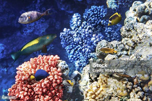 Coral And Fish In The Red Sea Egypt Africa Stock Photo - Download Image Now - Animal Wildlife, Animals In The Wild, Aquatic Organism