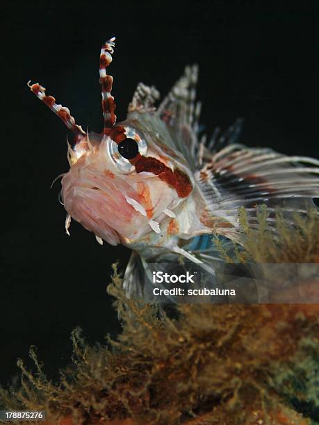 Pez León Puntual Fin Antennen Feuerfisch Ii Foto de stock y más banco de imágenes de Acostado