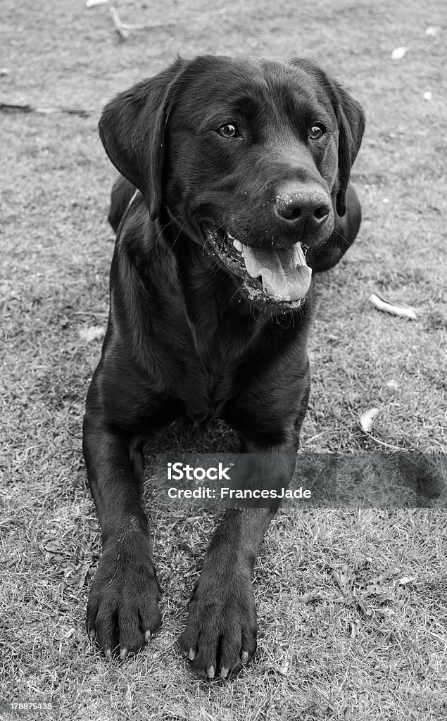 Black Labrador - Lizenzfrei Fotografie Stock-Foto