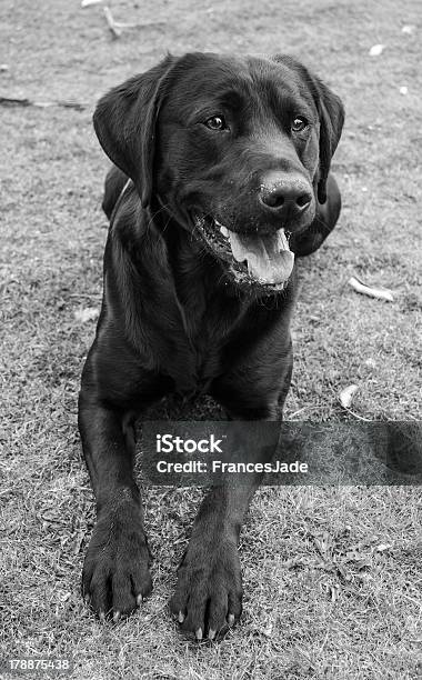 Black Labrador Stockfoto und mehr Bilder von Fotografie - Fotografie, Gehorsam, Haustier