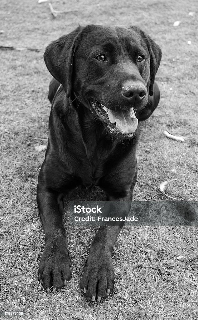 Labrador Negro - Foto de stock de Acostado libre de derechos