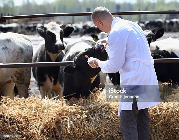 Macho Vaca Veterinário - Fotografias de stock e mais imagens de Vaca - Vaca, Veterinário, Clínica Veterinária