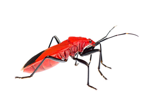 Red Stink Bug Melamphaus Rubrocinctus Stock Photo - Download Image