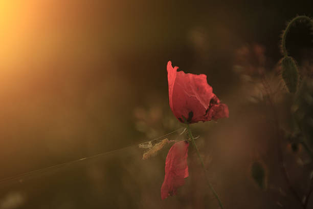 istock Poppy flower in sunset 178875882