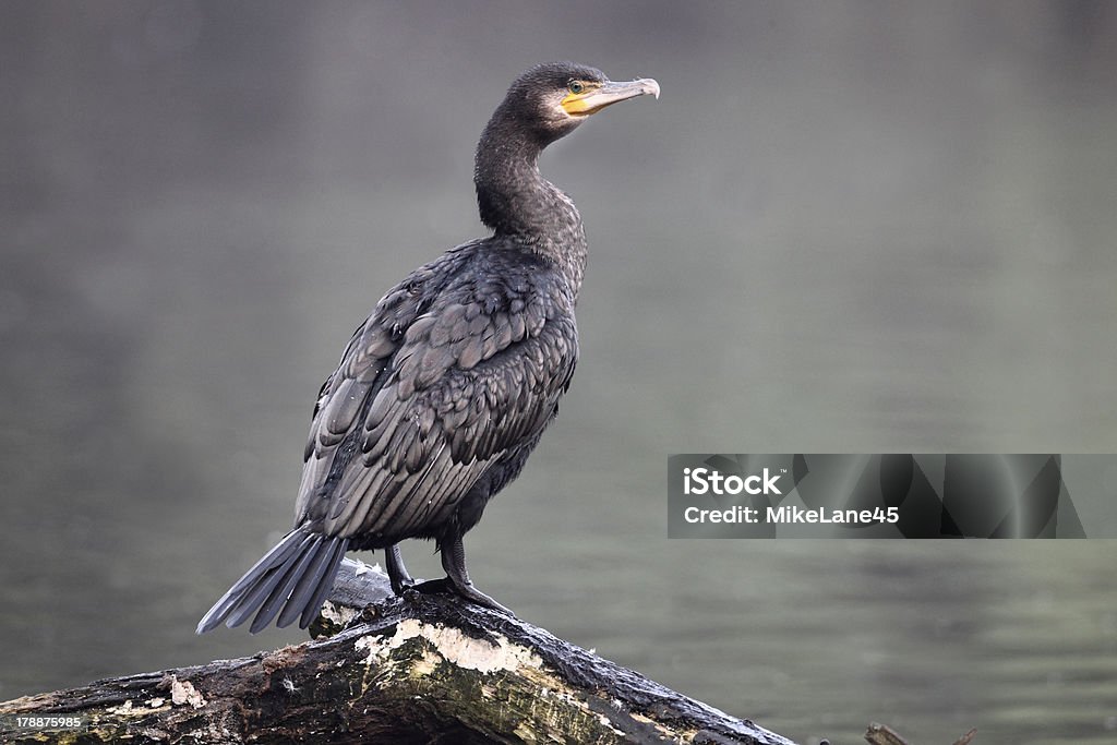 Cormoran, Phalacrocorax Carbó - Photo de Animaux à l'état sauvage libre de droits