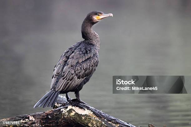 Photo libre de droit de Cormoran Phalacrocorax Carbó banque d'images et plus d'images libres de droit de Animaux à l'état sauvage - Animaux à l'état sauvage, Cormoran, Eau