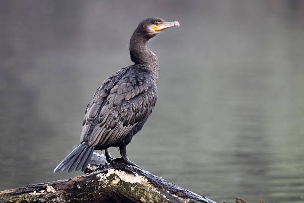 istock Cormorant, Phalacrocorax carbo 178875985