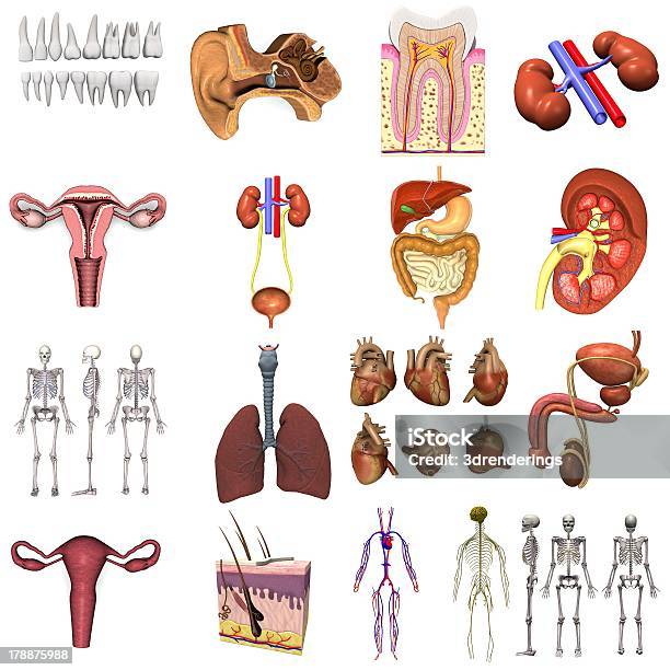 De Órgãos - Fotografias de stock e mais imagens de Fluxo Sanguíneo - Sistema cardiovascular - Fluxo Sanguíneo - Sistema cardiovascular, Abdómen, Anatomia