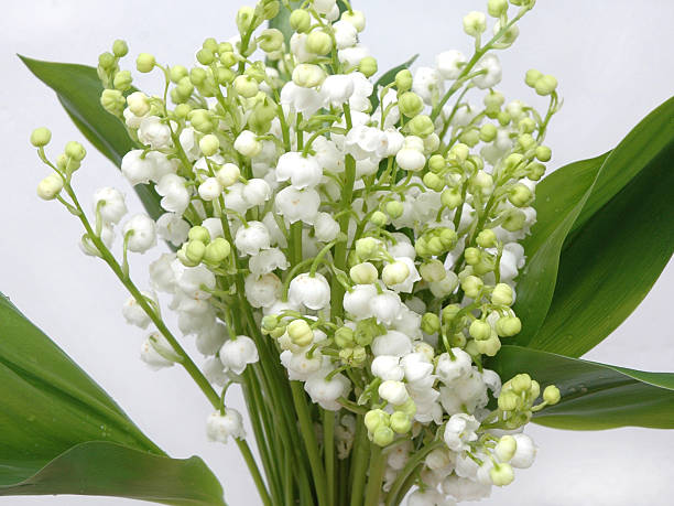 istock lilies of the valley 178876046