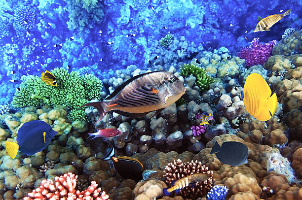 corais e peixes no mar vermelho. egito, áfrica. - vitality sea aquatic atoll - fotografias e filmes do acervo