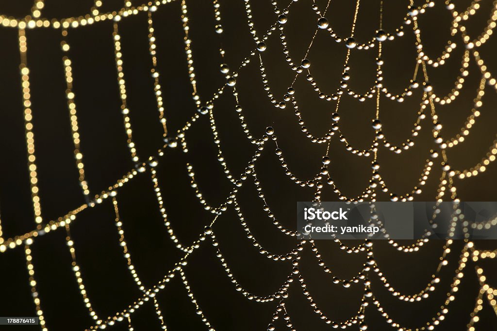 Web di rugiada - Foto stock royalty-free di Acqua