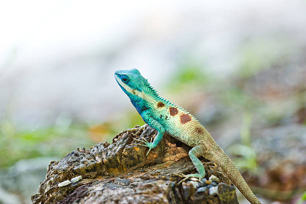 istock Blue iguana in the nature 178876627