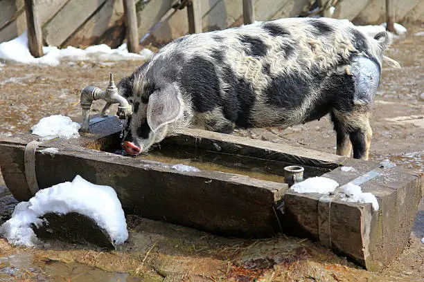 The Turopolje Pigs (Turopolje Schwein) - European pig drinks water during the winter