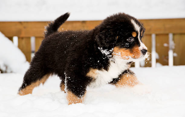バーニーズマウンテンドッグ人形のランニング雪 - dog snow bernese mountain dog paw ストックフォトと画像