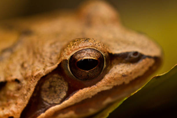 istock Close-up from a yellow frog 178876756