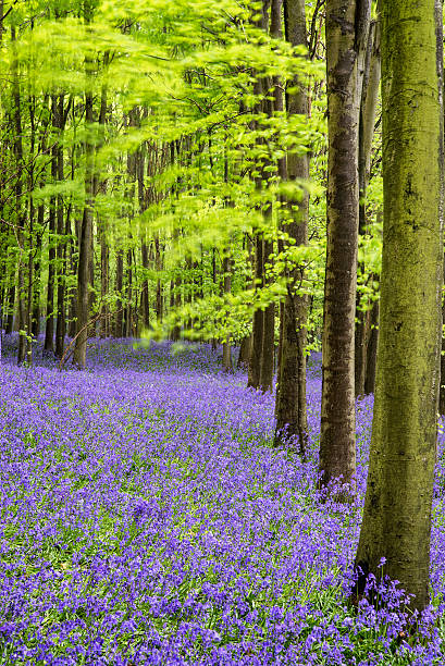istock Vibrant bluebell carpet Spring forest landscape 178876784