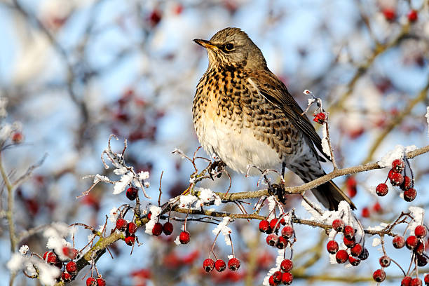 Fieldfare, Turdus pilaris