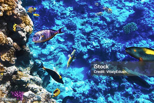 Korallen Und Fische Im Roten Meer Ägypten Afrika Stockfoto und mehr Bilder von Aquatisches Lebewesen