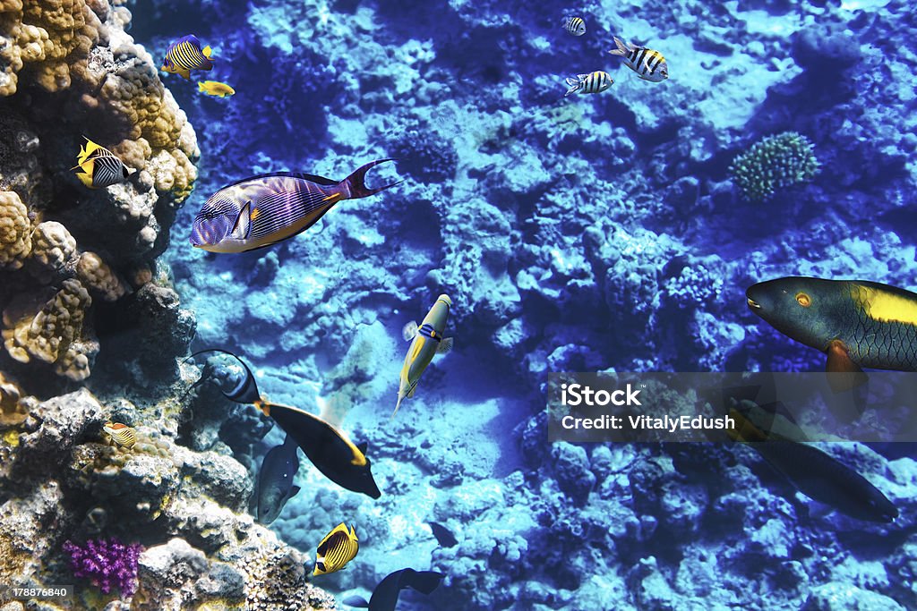 Coraux et poissons dans la mer Rouge. Égypte, Afrique. - Photo de Animaux à l'état sauvage libre de droits