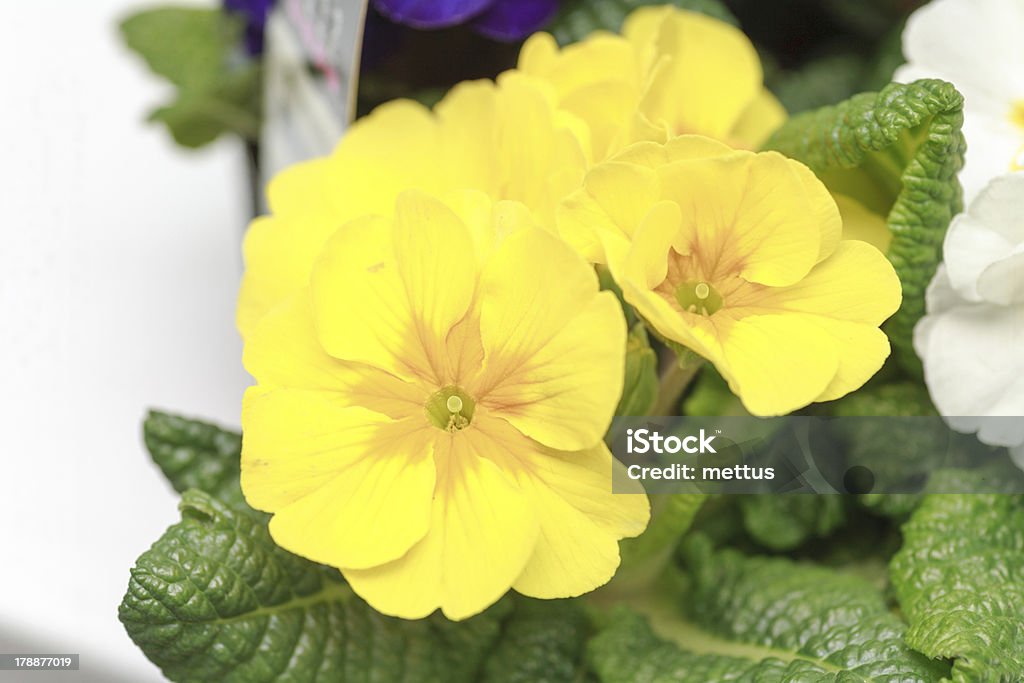 Amarillo flores primer plano - Foto de stock de Abierto libre de derechos