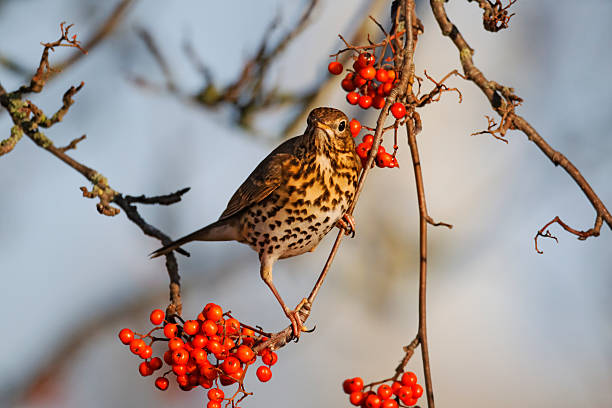 istock Song thrush, Turdus philomelos 178877171