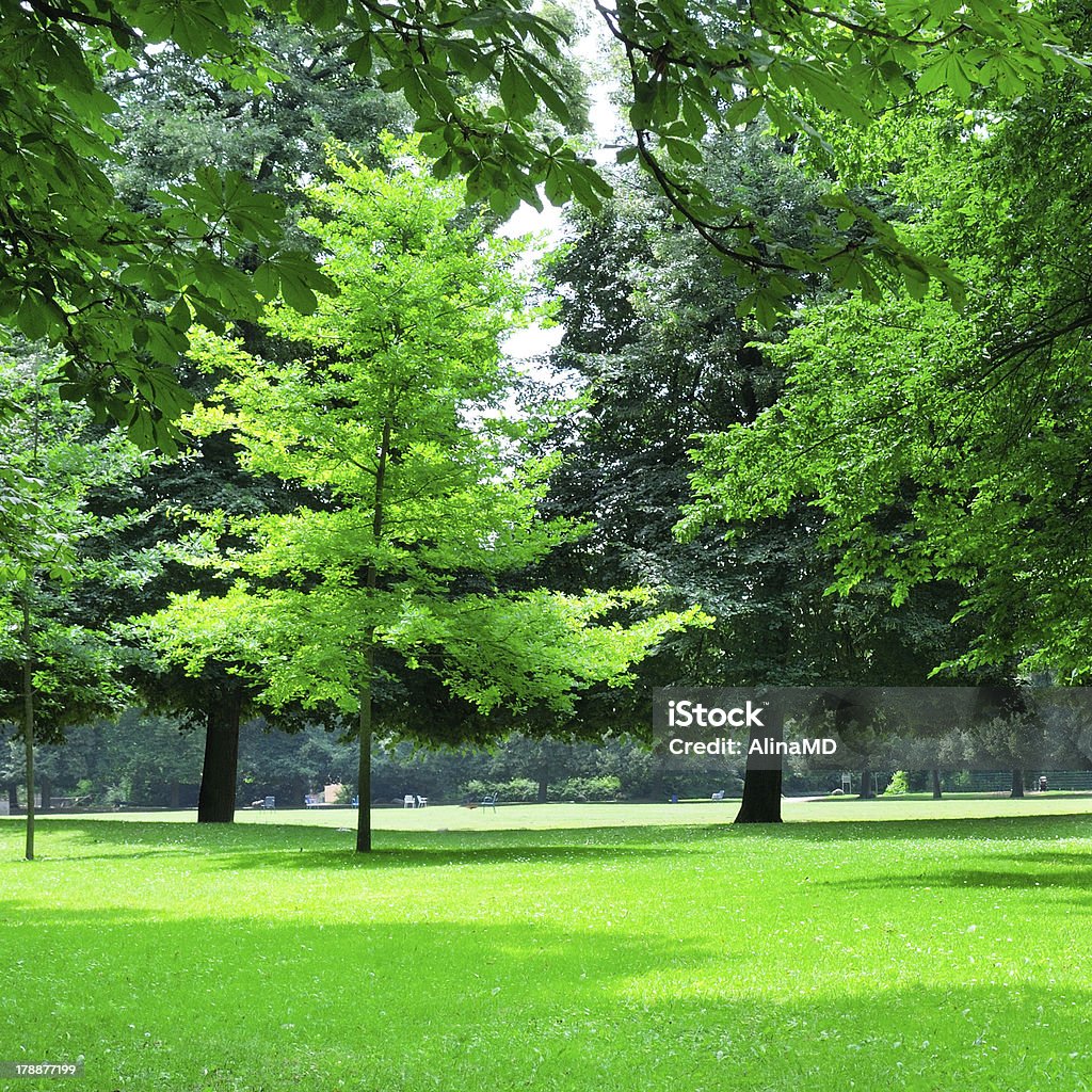 Sommer-park - Lizenzfrei Baum Stock-Foto