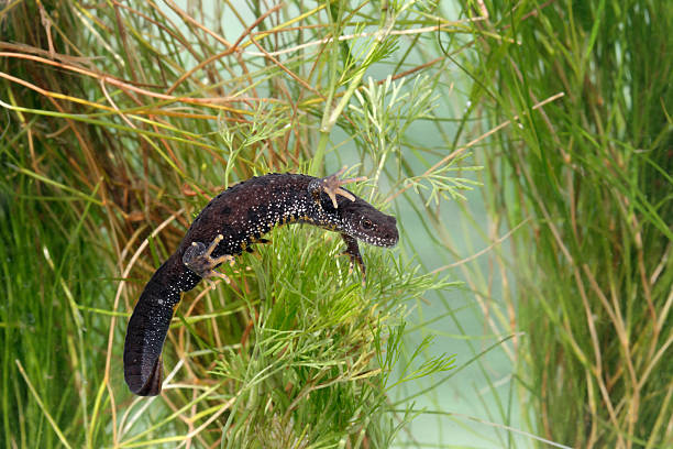 Great-crested newt, Triturus cristatus, single animal under water, Midlands, April 2005